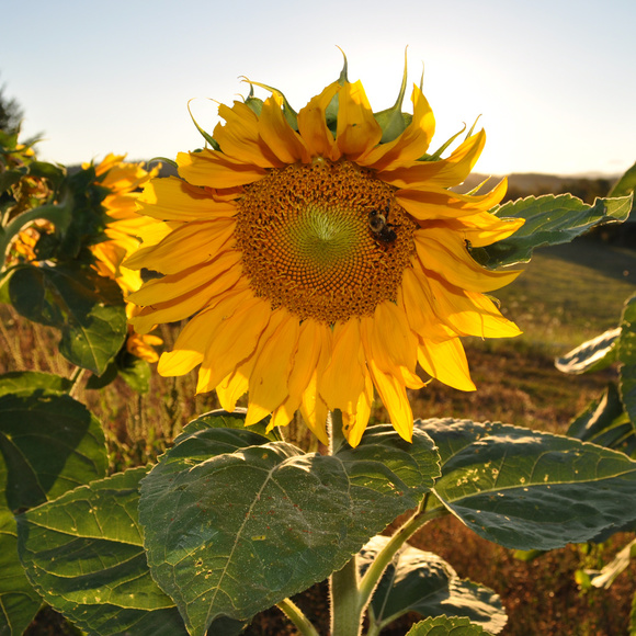 Meet your Posher - Picture 1 of 1